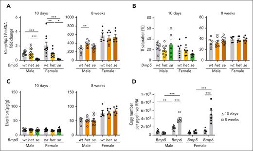 BMP5 contributes to hepcidin regulation in 10-day-old mice. (A-C) Ten-day-old and 8-week-old male (open circles) and female (closed circles) Bmp5wt, Bmp5het, and Bmp5se mice were analyzed for liver Hamp relative to Rpl19 mRNA via quantitative polymerase chain reaction (qRT-PCR) (A). The average of the 10-day-old wild-type male mice was set to 1. Serum transferrin (Tf) saturation (B) and liver iron levels (C) were measured using colorimetric assays. (D) Copy number of liver Bmp5 and Bmp6 mRNA was quantified via qRT-PCR in wild-type male (open symbols) and female (closed symbols) mice at ages 10 days (triangles) and 8 weeks (squares). For all graphs, individual data points are shown, and bars represent the mean ± standard error of the mean (SEM). For panels A-C, age- and sex-matched data were analyzed using 1-way analysis of variance (ANOVA) with Tukey post hoc test. For panel D, sex-matched data were analyzed using 2-way ANOVA with Tukey post hoc test. ∗P < .05; ∗∗ P < .01; ∗∗∗P < .001 for the indicated comparisons.