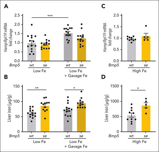 Bmp5-mutant mice exhibit mild liver iron loading under low- and high-iron conditions and impaired hepcidin responses to oral iron gavage. (A-B) Seven-week-old female Bmp5wt and Bmp5se mice were fed on a low-iron diet (2-6 ppm iron). After 10 days, the mice were orally gavaged with distilled water (Low Fe) or 2 mg/kg elemental iron (in the form of ferrous sulfate; Low Fe + Gavage Fe). After 5 hours, the livers were analyzed for Hamp relative to Rpl19 mRNA via qRT-PCR (A). The average of Bmp5wt mice on a low-iron diet was set to 1. (B) Liver iron levels were analyzed using colorimetric assay. (C-D) Four-week-old female Bmp5wt and Bmp5se mice were maintained on a high-iron diet (High Fe, 1% carbonyl iron) for 3 weeks. (C) Liver Hamp mRNA relative to Rpl19 was analyzed via qRT-PCR. The average of Bmp5wt mice on a high-iron diet was set to 1. (D) Liver iron levels were analyzed using a colorimetric assay. For all graphs, individual data points are shown, and bars represent mean ± SEM. For panels A-B, ∗P < .05; ∗∗P < .01 for the indicated comparisons using 2-way ANOVA with Tukey post hoc test. For panels C-D, ∗P < .05 for Bmp5se relative to Bmp5wt mice, using Student t test.