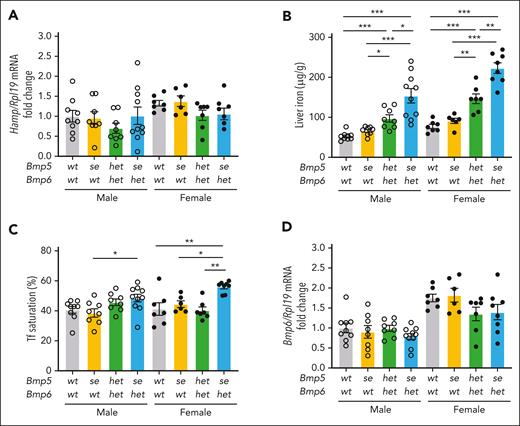 Bmp5 deficiency causes mild iron loading in heterozygous Bmp6het mice. Eight-week-old male (open circles) and female (closed circles) Bmp5wt-Bmp6wt, Bmp5se-Bmp6wt, Bmp5het-Bmp6het, and Bmp5se-Bmp6het mice were analyzed for liver Hamp relative to Rpl19 mRNA using qRT-PCR (A). Liver iron (B) and Tf saturation levels (C) were analyzed using colorimetric assays. (D) Liver Bmp6 relative to Rpl19 mRNA was analyzed via qRT-PCR. For panels A and D, the average of male Bmp5wt-Bmp6wt mice was set to 1. For all graphs, individual data points are shown, and bars represent mean ± SEM. Sex-matched data were analyzed using 1-way ANOVA with Tukey post hoc test. ∗P < .05; ∗∗ P < .01; ∗∗∗ P < .001 for the indicated comparisons.