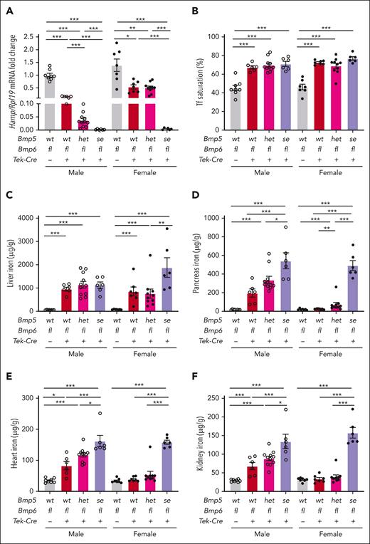 Bmp5 deficiency exacerbates hepcidin deficiency and iron overload in endothelial Bmp6-KO mice. Eight-week-old male (open circles) and female (closed circles) Bmp5wt-Bmp6fl-Tek-Cre–, Bmp5wt-Bmp6fl-Tek-Cre+, Bmp5het-Bmp6fl-Tek-Cre+-, and Bmp5se-Bmp6fl-Tek-Cre+ mice were analyzed for liver Hamp relative to Rpl19 mRNA via qRT-PCR (A). The average of male Bmp5wt-Bmp6fl-Tek-Cre– mice was set to 1. Tf saturation (B), liver iron (C), pancreas iron (D), heart iron (E), and kidney iron levels (F) were analyzed using colorimetric assays. For all graphs, individual data points are shown, and bars represent mean ± SEM. Sex-matched data were analyzed using 1-way ANOVA with Tukey post hoc test. ∗P < .05; ∗∗P < .01; ∗∗∗P < .001 for the indicated comparisons.