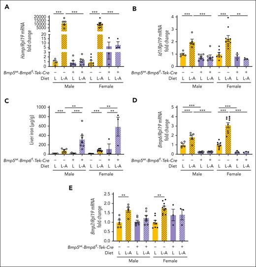 Hepcidin expression is not inducible by iron in double Bmp5se-Bmp6fl-Tek-Cre+ mutant mice. Three-week-old male (open circles) and female (closed circles) double Bmp5se-Bmp6fl-Tek-Cre+ mutant mice and littermate single Bmp5-mutant mice (Bmp5se-Bmp6fl-Tek-Cre-) were maintained on a low-iron diet (2-6 ppm iron) at weaning for 3 weeks to prevent iron overload induced by a standard rodent diet. Mice were either maintained on a low-iron diet (L) or switched to a matched purified adequate-iron diet (L-A; 48 ppm iron) for 1 more week. Mice were analyzed for liver Hamp (A) and Id1 relative to Rpl19 mRNA (B) via qRT-PCR. (C) Liver iron was analyzed using a colorimetric assay. Liver Bmp6 (D) and Bmp2 relative to Rpl19 mRNA (E) were analyzed via qRT-PCR. For panels A-B and D-E, the average of single Bmp5 mutant male mice on the low-iron diet was set to 1. For all graphs, individual data points are shown, and bars represent mean ± SEM. Sex-matched data were analyzed using 2-way ANOVA with Tukey post hoc test. ∗P < .05; ∗∗P < .01; ∗∗∗P < .001 for the indicated comparisons.