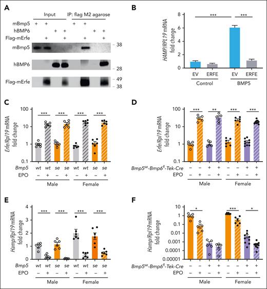ERFE binds to BMP5 and inhibits BMP5 signaling to hepcidin. (A) BMP5 (2 μg) or BMP6 (1 μg) was mixed with 1 μL of Flag-ERFE concentrate (52.9 ng/μL) supplemented with a protease inhibitor cocktail. After saving 3% of the total mixture as input, the solutions were incubated with 10 μL of Flag M2 agarose at 4°C overnight. The immunoprecipitated complexes were washed and eluted with 150 μg/mL of 3× Flag peptide in tris-buffered saline for 30 minutes at 4°C. The inputs and eluents were immunoblotted using antibodies against BMP5, BMP6, and Flag. The experiments were repeated 3 times, with 1 representative blot shown. (B) Hep3B cells were transfected with Flag-ERFE or an empty vector (EV). After 48 hours, cells were treated with 5 ng/μL BMP5 for 6 hours. HAMP relative to RPL19 mRNA was analyzed via qRT-PCR. (C-F) Eight-week-old male (open circles) and female (closed circles) single Bmp5se and littermate control Bmp5wt mice (C,E) or double Bmp5se-Bmp6fl-Tek-Cre+ and littermate control Bmp5se-Bmp6fl-Tek-Cre– mice (D,F) were given 200 units of Epogen (EPO) or phosphate buffered saline (PBS) intraperitoneally. After 15 hours, bone marrow Erfe (C,D) and liver Hamp (E,F) relative to Rpl19 mRNA were analyzed via qRT-PCR. The average of male Bmp5wt or Bmp5se-Bmp6fl-Tek-Cre– control mice treated with PBS was set to 1. For panel B, bars represent the mean ± SEM from 4 independent experiments. ∗∗∗P < .001 for the indicated comparisons by 2-way ANOVA with Tukey post hoc test. For panels C-F, individual data points are shown, and bars represent the mean ± SEM. ∗P < .05; ∗∗P < .01; ∗∗∗P < .001 for EPO relative to PBS treatment for sex- and genotype-matched mice using Student t test.