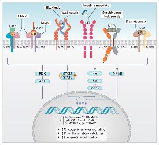 Cytokine pathways involved in survival of large granular lymphocytes and examples of mechanisms of inhibition. Professional illustration by Somersault18:24.