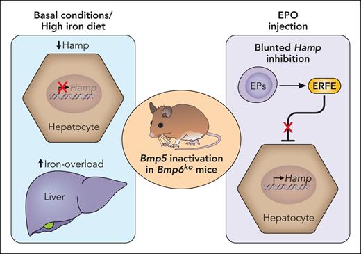 The loss of Bmp5 severely impacts the phenotype of Bmp6-deficient (Bmp6ko) mice. In basal conditions and following a high-iron diet, Bmp5 deficiency further decreases hepcidin (Hamp) levels and worsens hepatic and extrahepatic iron overload in mice lacking Bmp6 both in the whole organism and selectively in LSECs. Conversely, following a erythropoietic stimulus, erythroferrone (ERFE) fails in downregulating hepcidin transcription in mice lacking both BMP5 and BMP6. EP, erythroid progenitor; EPO, erythropoietin. Professional illustration by Patrick Lane, ScEYEnce Studios.