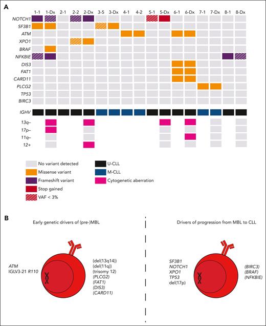 Landscape and presumed role of somatic variants in CLL-associated genes during early MBL development and progression from MBL to CLL. (A) Oncoplot indicating the impact of each of the variants identified. Variants below 3% VAF are indicated with a striped pattern and are only shown if validated through ddPCR. IGHV mutational status and cytogenetic aberrations are indicated for each patient. Cytogenetic aberrations are only available for diagnostic samples. TP53 and BIRC3 are shown to highlight the absence of somatic variants in these genes in the (pre)MBL stage. For further information on the identified variants, see supplemental Table 3. (B) Overview of the putative role of variants in the indicated genes. Variants with a putative role during the earliest stages of MBL development (left) are contrasted to variants with a putative role during progression from MBL to CLL (right), based on data from our cohort and literature. Variants with uncertainty (limited support from literature and/or our cohort) are indicated in parentheses.