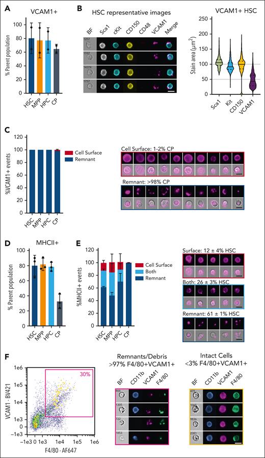 VCAM1 and MHCII staining on hematopoietic stem and progenitor cell (HSPC) populations is predominantly remnant associated. Imaging flow cytometry analysis was performed on HSPC populations in Kit-enriched bone marrow (BM) from C57BL/6J mice as described,17 except that the anti-F4/80 antibody was replaced with the anti-VCAM1 or anti-MHCII antibody, as indicated. (A) VCAM1 was detected on most cells in all HSPC subsets: Lin–Sca1+Kit+CD48–CD150+ HSCs, Lin–Sca1+Kit+CD48–CD150– multipotent progenitors (MPPs), Lin–Sca1+Kit+CD48+ hematopoietic progenitor cells (HPCs), and Lin–Sca1–Kit+ committed progenitors (CPs). (B) Representative images of HSCs display cell-surface staining of population-defining markers (Sca1, Kit, and CD150), contrasting with punctate, remnant-associated VCAM1 staining. Violin plots of stain area for each marker (n = 600 cells) demonstrate that VCAM1 stain area was consistently lower than that of Sca1, Kit, and CD150. (C) Manual classification reveals the VCAM1 staining pattern on HSCs, MPPs, and HPCs to be exclusively remnant associated (>300 cells classified per subset), whereas a small fraction of VCAM1+ CPs display cell-surface VCAM1 expression. For each classification, representative images of VCAM1+ CP are displayed as a single-color fluorescent image and a brightfield overlay with the same image. (D-F) (D) MHCII were detected on most HSCs, MPPs, and HSCs and at a lower frequency on CPs. (E) Manual classification of MHCII staining patterns on HSPC subsets (>500 cells classified/subset), with representative images of MHCII+ HSC for each classification. (F) Imaging flow cytometry of BM single-cell suspension generated by collagenase type IV/DNase I digestion (37°C for 40 minutes) of an extruded tibial BM plug, followed by gentle mechanical disruption with a pipette, and assessed for CD11b, F4/80, and VCAM1 expression. (Left) Scatter plot displaying F4/80 and VCAM1 staining intensity for all focused singlets. The pink gate indicates double-positive events, and cells manually classified as having surface staining for both F4/80 and VCAM1 (less than 3%) are highlighted in yellow on the scatter plot. The middle panel shows representative images for abundant remnant F4/80+VCAM1+ staining patterns, with the left panel showing represented images of the infrequent cells exhibiting surface F4/80+VCAM1+ staining pattern. These data are representative of the outcome of ex vivo digestion strategies tested on both the BM and spleen, with no substantive gains made in intact macrophage recovery from these hematopoietic tissues. Scale bar, 10 μm. BF, Bright Field.
