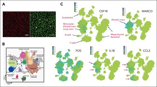 Macrophages isolated from the lung are not representative of their abundance in vivo and are activated during the isolation process. (A) Maximum-intensity projections of whole-mount confocal images of an intact adult mouse lung from Csf1r-FusionRed mice2 (left) and from Siglec1-cre x Rosa26-ZSGreen mice (right). Note the stellate morphology of abundant IMs surrounding terminal alveoli. The Csf1r transgene detects IMs, whereas the brighter CD169 transgene detects both IMs and round alveolar macrophages (arrows) with similar relative abundance. (B) The cellular annotations of human lung leukocyte populations from the integrated human lung cell atlas.54 Note the minor subpopulation annotated as interstitial Mph perivascular (IM). A separate annotation of cDC2 is based upon the expression of CD1C, CLEC10A, and FCER1A, all of which are inducible in monocytes.56 IMs were distinguished from monocyte-derived macrophages based upon the expression of F13A1 and FOLR2.54 (C) screen shots of data of the individual genes indicated from the complete human lung atlas viewed in CellXGene. Blue dots show cells with high expression of the indicated transcripts. Cellular annotations from the atlas are indicated in red. There is no defined IM population in this projection. CSF1R and MARCO appear mutually exclusive, with the latter being associated with alveolar macrophages and CSF1R detected weakly in an overlapping set of clusters annotated as monocytes, elicited macrophages, and lung macrophages. FOS (and other immediate early genes, including FOSB, JUN, and EGR1, not shown) are detected throughout the hematopoietic, endothelial, mesenchymal, and epithelial compartments. Bottom panels show representative inducible cytokines and chemokines apparently expressed by subpopulations of AMs and other macrophages (IL1B) as well as T cells (CCL3). Arrows highlight the clusters of expressing cells.