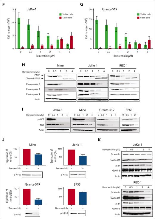 Bemcentinib inhibits cell growth and induces cell cycle arrest and apoptosis of MCL cells. (A-D) MCL cell lines were treated with the AXL inhibitor bemcentinib in concentrations ranging from 0 to 8 μM. The number of viable cells, as determined by trypan blue exclusion, decreased in a time- and dose-dependent manner. Experiments were performed in triplicates and the means ± standard deviations are shown. (E) Cell cycle analysis performed by flow cytometry revealed that inhibition of AXL activity induces a cell cycle arrest of MCL cells. Triplicate experiments were performed and a representative result for each MCL cell lines is shown. (F-G) The JeKo-1 and Granta-519 MCL cell lines were treated with different concentrations of bemcentinib. The number of dead cells was assessed by trypan blue exclusion. Bemcentinib treatment induced cell death in a dose-dependent manner. The experiments were performed in triplicates and the means ± standard deviations are shown. (H) Apoptosis was monitored by caspase activation in MCL cells (Mino, JeKo-1, and REC-1) treated with bemcentinib. Inhibition of AXL activity triggered apoptosis as revealed by PARP cleavage and caspase 3, 7, and 9 activation. (I) MCL cells were treated with various doses of bemcentinib and AKT acitvation was evaluated by western blotting. Inhibition of AXL induced a decrease in AKT activation. The experiments were performed in triplicates and a representative blot is shown. (J) AXL inhibition by bemcentinib decreased NF-κβ activation in MCL cell lines. NF-κβ activation was evaluated by western blot using a phospho-antibody. Quantification of NF-κβ activation is shown for each MCL cell lines. The experiments were performed in triplicates and the means ± standard deviations are shown. (K) The expression of β-catenin, cyclin D1, p-27, and GLUT-3 was investigated by western blot in JeKo-1 and REC-1 MCL cells. Bemcentinib treatment induced a dose-dependent decrease in β-catenin, cyclin D1, and p-27 expression. No decrease in GLUT3 was observed. The experiments were performed in triplicates and a representative blot is shown for each cell line.