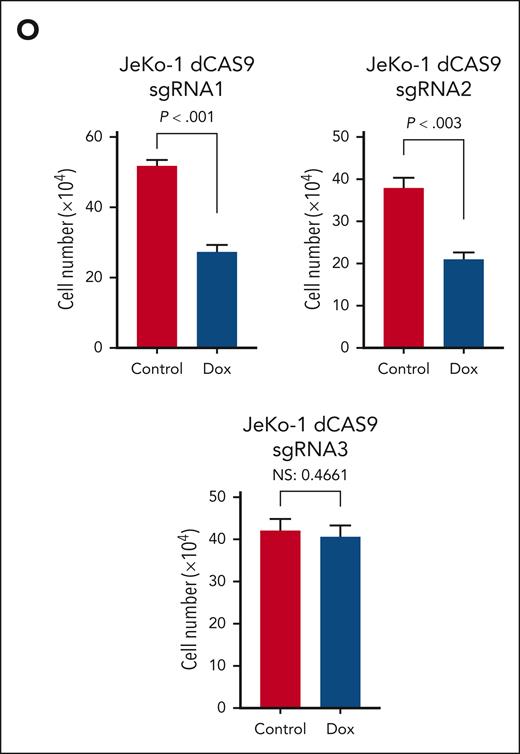 AXL3 knockdown induces apoptosis of MCL cells. (A) K562 and (C) JeKo-1 cells were transduced with a doxycycline-inducible shAXL construct to block AXL expression. K562 and JeKo-1 control vector and shAXL cells were treated with an increasing dose of doxycycline for 96 hours. (A-D) Quantification of AXL expression by western blot after doxycycline treatment. (E) Quantification of cell number after doxycycline induction of shAXL. No effect on cell proliferation was observed for the control and shAXL cells. Experiments were performed in triplicate and the means ± standard deviations are shown. (F) Apoptosis on JeKo-1 shAXL or K562 shAXL cells was evaluated by annexin V/propidium iodide (PI) staining after 96 hours of doxycycline treatment. Experiments were performed in triplicates, and a representative flowchart is shown. (G) JeKo-1 cells were transfected with AXL3 siRNA and AXL protein expression was assessed by western blot (left). Quantification studies (right) showed that AXL expression was decreased in MCL after treatment with AXL siRNA as compared with cells treated with scrambled siRNA (P < .003). Experiments were performed in triplicates and the means ± standard deviations are shown. (H) Treatment of the JeKo-1 MCL cell line with AXL siRNA significantly decreased the number of cells in comparison with cells treated with scrambled siRNA, as assessed by using the 3-(4,5-dimethylthiazol-2-yl)-5-(3-carboxymethoxyphenyl)-2-(4-sulfophenyl)-2H-tetrazolium (MTS) assay (P < .0254) and (I) cell counting; the differences were statistically significant (P < .0122). (J) JeKo-1 cells were treated with scrambled or AXL3 siRNA and cell death was determined by trypan blue assay (P < .021). (K) The morphological changes were examined by light microscopy. Scale bar, 100 μM. Cell shrinkage and formation of apoptotic bodies were considered as apoptotic cells (original magnification ×200). (L) Using western blot, cleaved PARP was detectable in JeKo-1 cells treated with AXL3 siRNA (left). Quantification of PARP cleavage after AXL3 siRNA treatment (right). (M) Nucleolar morphological changes were observed under a fluorescence microscope after Hoechst-33342 staining. Scale bar, 20 μM. Condensed or fragmented nuclei were considered as apoptotic cells (original magnification ×400). Arrows indicate apoptotic cells. (N) AXL3 expression was downregulated using a CRISPRi method. sgRNAs targeting the AXL3 promoter were design to be induced by doxycycline treatment. Effect on AXL3 protein expression was monitored by western blot. Quantification of AXL3 expression in comparison with control cells. Experiments were performed in triplicates and the means ± standard deviations are shown. (O) Effect of AXL3 CRISPRi on cell proliferation was determined by cell counting. Experiments were performed in triplicates and the means ± standard deviations are shown.