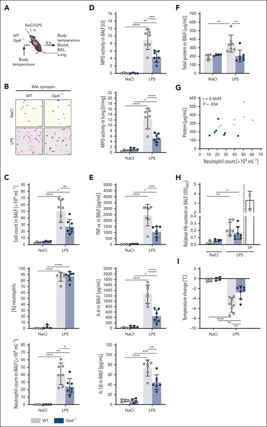 Gp6−/− mice show diminished LPS-induced pulmonary inflammation and physiological compromises. (A) Experimental scheme of LPS-induced ALI in C57BL/6J WT and Gp6−/− mice. LPS was administered at a dose of 5 mg/kg bw intranasally (IN). Sodium chloride (NaCl; 0.9%) was given as vehicle control. Samples were taken 4 hours after administration. (B) Representative micrographs of cytospin preparations of BALF cells stained with DiffQuick staining kit for differential cell counts. Images were acquired using a Thunder Imager DMi8 (Leica Microsystems) equipped with a 20× objective (HC PL APO 20×/0.80 DRY, Leica Microsystems) and a Leica-DMC4500-0265792920 camera (Leica Microsystems). Scale bar, 50 μm. (C) Quantification of total cell count and neutrophilic granulocytes in the BALF using a Neubauer improved hemocytometer and differential cell staining of cytospin preparations. (D) Spectrophotometric determination of MPO activity in the BALF cell pellet (top graph) and whole lung lysates (bottom graph). (E) Quantification of indicated cytokines (pg/mL) and (F) total protein content (μg/mL) in the cell-free BALF via DuoSet enzyme-linked immunosorbent assay kits (R&D Systems) and Pierce BCA Protein Assay Kit (Thermo Scientific), respectively. (G) Pearson correlation between total protein content (μg/mL) in the cell-free BALF and the neutrophil count in the BALF (×104 mL−1) of LPS-treated WT (gray) and Gp6−/− mice (blue). (H) Quantification of relative hemoglobin (Hb) content in the supernatant after erythrocyte lysis of the BALF cell pellet at 405 nm by spectrophotometry. (I) Determination of change in body temperature, 4 hours after administration of LPS or NaCl. Each data point represents 1 mouse. Bars represent mean ± standard deviation. The two-way analysis of variance (ANOVA) with a Šidák multiple comparisons test. ∗P ≤ .05; ∗∗P < .01; ∗∗∗P < .001; ∗∗∗∗P < .0001. TP, thrombocytopenic.