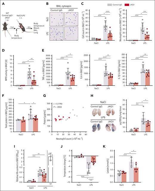 Anti-GPVI treatment ameliorates LPS-induced pulmonary inflammation and edema formation. (A) Experimental scheme of LPS-induced ALI in C57BL/6J WT mice treated with either anti-GPVI antibody JAQ1 or nonimmune immunoglobulin G (IgG; control) intraperitoneal (IP), 5 days before experiments. LPS was administered at a dose of 5 mg/kg bw IN. NaCl (0.9%) was given as vehicle control. Samples were collected after 4 hours. (B) Representative micrographs of cytospin preparations of BALF cells stained with DiffQuick staining kit for differential cell count. Images were acquired using a Thunder Imager DMi8 (Leica Microsystems) equipped with a 20× objective (HC PL APO 20×/0.80 DRY, Leica Microsystems) and a Leica-DMC4500-0265792920 camera (Leica Microsystems). Scale bar, 50 μm. (C) Quantification of total cell count and neutrophilic granulocytes in the BALF using a Neubauer improved hemocytometer and differential cell staining of cytospin preparations. (D) Spectrophotometric determination of MPO activity in the BALF cell pellet. (E) Quantification of the indicated cytokines (pg/mL) and (F) total protein content (μg/mL) in the cell-free BALF via DuoSet enzyme-linked immunosorbent assay kits (R&D Systems) and Pierce BCA Protein Assay kit (Thermo Scientific), respectively. (G) Pearson correlation between total protein content (μg/mL) in the cell-free BALF and the neutrophil count in the BALF (×104 mL−1) of LPS-treated control (gray) and JAQ1-administered mice (red). (H) Representative macroscopic images of perfused whole lungs of mice with indicated treatment after IV injection of 20 mg/kg bw Evans blue dye (EBD), 30 minutes before tissue sampling. Blue color shows extravascular EBD. Quantification of formamide-extracted EBD was performed via spectrophotometry against a standard curve and depicted as μg EBD per g lung tissue. (I) Quantification of relative Hb content in the supernatant after erythrocyte lysis of the BALF cell pellet at 405 nm via spectrophotometry. (J) Determination of the change in body temperature 4 hours after administration of LPS or NaCl. (K) Blood lactate levels were determined via a blood gas analyzer, using blood taken from the left ventricle. Each data point represents 1 mouse. Bars represent mean ± standard deviation. The two-way ANOVA with a Šidák multiple comparisons test. ∗P ≤ .05; ∗∗P < .01; ∗∗∗P < .001; ∗∗∗∗P < .0001.