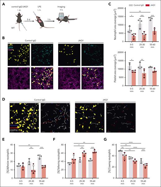 Intravital confocal microscopy reveals reduced LPS-induced neutrophil sequestration in anti-GPVI–treated mice. (A) Experimental scheme of the model of LPS-induced ALI in C57BL/6J WT mice treated with either 4 mg/kg bw anti-GPVI antibody JAQ1, or nonimmune IgG (control) IP, 5 days before intravital confocal microscopy. LPS was administered at a dose of 5 mg/kg bw IN. Imaging was performed with a TCS-SP8 confocal laser scanning microscope (Leica Microsystems) with a 25× objective (HC FLUOTAR L 25×/0.95 WATER, Leica Microsystems) after 1 hour, and mice received fluorescently labeled antibody derivates to label neutrophils (Ly6G+, yellow), platelets (GPIX+, cyan), and vessels (CD31+, magenta). After 5 minutes, the FOV was changed. Total duration of imaging was 60 minutes. The time intervals from 0 to 5 minutes, 25 to 30 minutes, and 55 to 60 minutes were used for quantification. (B) Representative images derived from videos of the time interval from 25 to 30 minutes, illustrating the difference in neutrophil and platelet abundance in the 2 groups. Scale bar, 30 μm. (C) Quantification of the area (μm2) covered by the neutrophil (top graph) and platelet (bottom graph) fluorescence signal analyzed with Imaris Bitplane software at the indicated time intervals. (D) Automated tracking of neutrophils with Imaris Bitplane software. Representative images derived from videos of the time interval from 25 to 30 minutes showing probability masks of neutrophils superimposed with neutrophil tracks (left image) or the neutrophil tracks only (right image) of the indicated group. Blue tracks, adhesive neutrophils; red tracks, tethering neutrophils; and white tracks, crawling neutrophils. Scale bar, 30 μm. (E-G) Fraction of total neutrophils that were adhesive (E), tethering (F), and crawling (G). Each data point represents 1 mouse at the respective time interval. Bars represent mean time interval ± standard deviation. The two-way ANOVA with a Tukey multiple comparisons test. ∗P ≤ .05; ∗∗P < .01; ∗∗∗P < .001; ∗∗∗∗P < .0001.