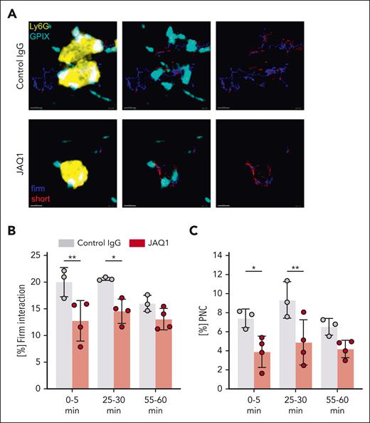 Intravital confocal microscopy reveals impaired platelet–neutrophil interactions in anti-GPVI–treated mice after LPS treatment. (A) Automated tracking of platelets interacting with neutrophils with Imaris Bitplane software. Example images derived from videos of the time interval from 25 to 30 minutes, showing probability masks of neutrophils superimposed with platelet fluorescent signal and platelet tracks (left), or platelet fluorescence signal superimposed with platelet tracks (middle), or platelet tracks only (right) of the indicated group. Blue tracks, firm interacting platelet; and red tracks, short interacting platelets. Scale bar, 5 μm. (B-C) Fraction of interacting platelets that showed firm interaction (B) and fraction of total platelet tracks that showed firm interaction with neutrophils and are thus considered as PNC (C). Each data point represents 1 mouse at the respective time interval. Bars represent mean time interval ± standard deviation. The two-way ANOVA with a Tukey multiple comparisons test. ∗P ≤ .05; ∗∗P < .01.