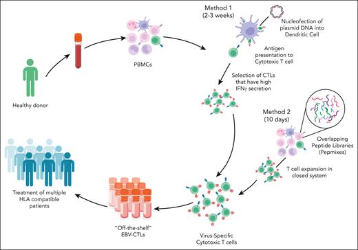 Methods for manufacturing “off-the-shelf” EBV-specific cytotoxic T cells. There are several methods for manufacturing off-the-shelf EBV-specific CTLs. This figure shows 2 common approaches. The cells are collected from a healthy donor. Peripheral blood mononuclear cells (PBMCs) are selected and stimulated using 1 of several methods. Method 1 uses the nucleofection of plasmid DNA into dendritic cells. These dendritic cells are used to present antigen to cytotoxic T cells. This is followed by the selection of cytotoxic T cells with high levels of interferon gamma (IFN-γ) secretion. This method takes 2 to 3 weeks in total. Method 2 uses overlapping peptide mixes or pepmixes of EBV nuclear antigen to stimulate PBMCs. The T cells are, then, selected and expanded in a closed system. This method takes ∼10 days to manufacture the EBV CTLs. EBV CTLs are banked and can be infused into HLA-matched recipients.
