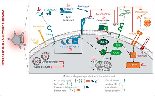 Platelet receptors and signaling cascades the protect from inflammatory hemorrhage. Increase in inflammatory bleeding by inhibition of the main receptors GPIIBIIIA, GPIb, GPVI and CLEC-2 expressed on the surface of platelets. Although single inhibition of GPIIBIIIA in models of acute lung injury, LCMV infection, cerebral ischemia–reperfusion injury (IRI) and cremaster inflammation using direct receptor antibody or whole-body knockout were sufficient, combined blockage of GPIIBIIIA and GPVI aggravated the bleeding phenotype in the models of acute lung injury and peritonitis. GPIIBIIIA outside-in signaling is targeted through the Gα13/c-Src/14-3-3ζ complex or Arpc2, relevant in actin nucleation and lamellipodium formation. GPIIBIIIA and GPVI downstream pathways increase intracellular Ca2+ concentrations in a Syk- and PLCγ2-dependent manner, resulting in PS expression on the outer platelet membrane. Inhibition of CypD, as part of the mitochondrial permeability transition pore (mPTP) formation, or transmembrane protein 16F, a calcium-dependent scramblase, decreases PA and aggravates inflammatory bleeding. Local recruitment of coagulations factors to PS-positive platelets can be directly inhibited by anti-FIIa/-FXa, interfering with inflammatory hemostasis. GPIb can be inhibited by a whole-body knockout or blocking antibody of its ligand von Willebrand factor (vWF) in acute lung injury and dermal rpA. Inhibition of CLEC-2 or its downstream effector Src-homology leucocyte protein 76 are sufficient to enhance inflammatory bleeding in acute lung injury, while in dermal rpA simultaneously blockage of CLEC-2 or its ligand podoplanin and GPVI is necessary. Ablation of both alpha and dense platelet granules is required to affect inflammatory hemostasis, eg, in cerebral ischemia-reperfusion injury.