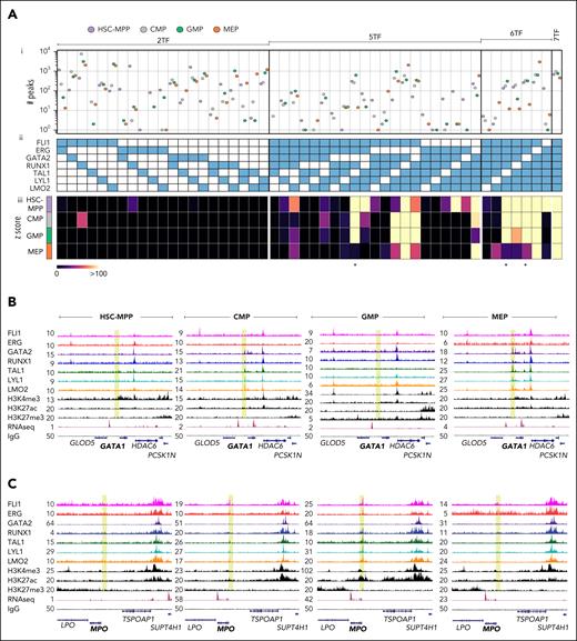 Combinatorial binding of heptad TFs is cell-type specific. (A) A composite graph with 3 components: (i) number of combinatorial binding peaks identified in the 4 cell types, for (ii) combinations of 2, 5, 6, and 7 heptad factors and (iii) heatmap showing z scores for the combinations presented in panel Aii. Star indicates combinations lacking GATA2 and/or TAL1. (B-C) UCSC browser tracks showing RPKM-normalized signal tracks of the heptad factors, H3K4me3, H3K27ac, H3K27me3, RNA-seq (public data: GSE75384), and IgG (control) in HSC-MPP, CMP, GMP, and MEP (left to right), at (B) the GATA1 locus (GRCh38 chrX:48,724,037-48,839,866), a gene vital for erythroid lineage specification, and at (C) the MPO locus (GRCh38 chr17:58,238,087-58,348,896), a gene specific to the monocytic lineage.