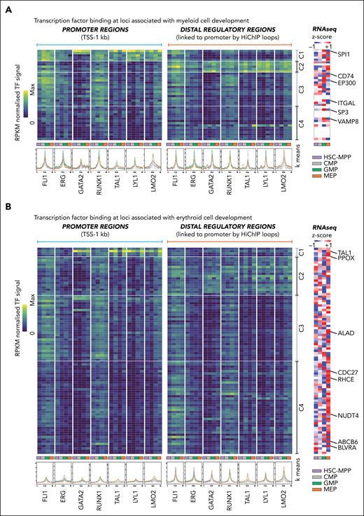 Heptad TFs at promoters and distal regulators of genes crucial for myeloid and erythroid cell development. (A) Genes associated with myeloid development. Left: k-means clustered heatmaps of TF binding intensity at promoters and distal regulatory regions. Profile plots show normalized signal for each TF in each cell type at the regions depicted in the heatmap. Right: z score normalized heatmaps of RNA-seq counts (GSE75384) for the corresponding gene in each cell type. White rows are genes with no expression values in the data set. (B) Genes associated with erythroid development. Left: k-means clustered heatmaps of TF binding intensity at promoters and distal regulatory regions. Profile plots show normalized signal for each TF in each cell type at the regions depicted in the heatmap. Right: z score normalized heatmaps of RNA-seq counts (GSE75384) for the corresponding gene in each cell type.