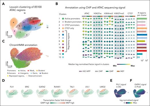 Regulatory regions with cell-type-specific heptad occupancy have distinct epigenetic features. (A) A Uniform Manifold Approximation and Projection (UMAP) depicting the result of clustering 85 100 accessible regions in HSPCs annotated with ChIPmentation/ChIP-seq signal strengths using the Louvain algorithm. (B) Individual violin plots of log normalized signal derived from ATAC, 3 histone marks (H3K27ac, H3K4me3, and H3K27me3), and CTCF, accompanied by a bar plot showing the number of regions in each cluster. Intercluster signal variability allows annotation of individual clusters based on their regulatory potential. (C) UMAPs overlaid with ChromHMM annotation of 85 100 individual regions show striking similarity to annotations shown in Figure 6B. (D) UMAPs colored based on log2 fold change of binding of the heptad TFs in pairwise comparisons between GMP and MEP. MEP- and GMP-specific enrichment of TF binding is identified, and borders demarcated by dashed lines: black (enriched in MEP) or gray (enriched in GMP). (E) Signal of PU.1 in dendritic cells (DC) (GSE58864) across the clustered regions. PU.1 signal enrichment in dendritic cells mirrors heptad factor enrichment patterns in GMP. (F) Signal of GATA1 in proerythroblasts (ProE) (GSE36985) across the clustered regions. GATA1 signal enrichment in proerythroblasts mirrors heptad factor enrichment patterns at these regions in MEP.