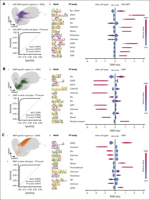 Cell-type specificity of regulatory elements is encoded in the underlying motif composition. (A) (i) UMAP representation of ATAC-seq regions in CD34+ cells (gray) with heptad TF bound HSC-MPP specific regions colored in purple. (ii) An XGBoost machine learning model was trained and tested with motif counts from a mixture of regions specified in panel Ai and background regions, to predict cell type with high accuracy. The receiver operating characteristic (ROC) curve shows the predictive performance of the constructed model to predict HSC-MPP specific regions. (iii) A beeswarm plot depicting the top 12 representative motifs in HSC-MPP specific regions, ranked based on their absolute importance in contributing to the predictive model. Each row shows the motif (and canonical TF family if known), and the corresponding SHAP values for the cell type in question (right) and the others (left). The feature count indicates the normalized motif counts with a range of 0 to 1. (B) (i) UMAP representation of ATAC-seq regions in CD34+ cells (gray) with heptad TF bound GMP specific regions colored in green. (ii) ROC curve showing the performance of the model to predict GMP specific regions. (iii) A beeswarm plot depicting the top 12 representative motifs in GMP specific regions, ranked based on their absolute importance in contributing to the predictive model. (C) (i) UMAP representation of ATAC-seq regions in CD34+ cells (gray) with heptad TF bound MEP specific regions colored in orange. (ii) ROC curve showing the performance of the model to predict MEP specific regions. (iii) A beeswarm plot depicting the top 12 representative motifs in MEP specific regions, ranked based on their absolute importance in contributing to the predictive model.