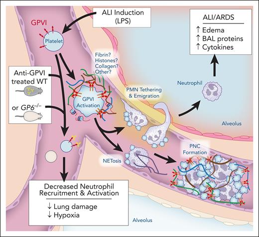In ALI, inflammation from lipopolysaccharide (LPS) or other pathogens induces generation of unknown platelet GPVI activators. Although fibrin is a strong potential agonist, histones, collagen, or other agonists could be generated to activate GPVI. GPVI activation induces platelet-dependent neutrophil (PMN) recruitment and firm adhesion to the endothelium. This allows for neutrophils to migrate into the alveolar space. In addition, platelet-dependent neutrophil activation can lead to neutrophil extracellular trap formation (NETosis). Overall, the formation of platelet-neutrophil complexes (PNCs) leads to increased edema, brochoalevolar lavage (BAL) proteins, and cytokine generation. Inhibition of GPVI through either genetic deletion or anti-GPVI antibodies decreases neutrophil recruitment and activation, leading to reduced lung damage and hypoxia. Figure prepared with assistance from Diana Lim.