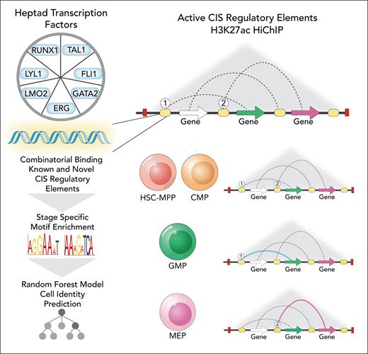 Analysis of “heptad” TF binding and chromatin interactions identifies a connectivity map of known and novel putative CREs in CD34+ mobilized HSC-MPP (hematopoietic stem cells and multipotential progenitor), CMP (common myeloid progenitor), GMP (granulocytic and macrophage progenitor), and MEP (megakaryocyte-erythroid progenitor) populations. 1 and 2 symbolically indicate heptad-bound CIS regulatory elements (CREs) associated with select lineage-specific gene expression in GMPs and MEPs, respectively. Professional illustration by Somersault18:24.