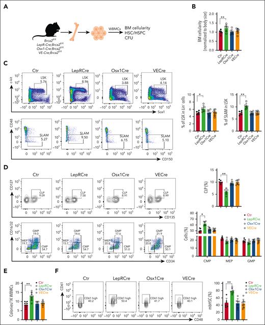 BRCA2 from LepR+ stromal cells is required for the maintenance of HSCs in the BM. (A) Schematic presentation of experimental design. (B) BM cellularity in 2 tibias and 2 femurs from mice of the indicated genotypes. Quantification of absolute BM cell numbers normalized to mouse body size are shown; control (Ctr): Brca2fl/fl mice (n = 6-8). (C) Increased HSC frequency in LepR-Cre;Brca2fl/fl mice. Representative flow plots (left) and quantification (right) of LSK (top) or SLAM (signaling lymphocyte activation molecule: LSKCD48–CD150+) (bottom) cells are shown (n = 6-8). (D) Frequencies of hematopoietic progenitor populations in the BM. Representative flow cytometry plots (left) of common lymphoid progenitors, common myeloid progenitors, megakaryocyte/erythroid progenitor (MEPs), and granulocyte/monocyte progenitor (GMPs) in the BM of LepR-Cre;Brca2+/+ and LepR-Cre;Brca2fl/fl mice, along with the frequency (right) of each population (n = 6-8). (E) Increased myeloid colonies generated by WBMCs from LepR-Cre;Brca2fl/fl. Approximately 1000 cells from the indicated mice were plated in a cytokine-supplemented methylcellulose medium. Colonies were enumerated on day 7 (n = 6-8). (F) Increased frequency of mbHSCs in LepR-Cre;Brca2fl/fl mice. Representative flow plots of mbHSCs (LSKCD150+CD48–CD61+) (left); and quantification (right) in the BM of LepR-Cre;Brca2fl/fl and LepR-Cre;Brca2fl/fl mice are shown (n = 6-8). The number of mice analyzed per genotype is shown for each bar in each panel. The results are presented as mean ± standard deviation of 3 independent experiments. One-way analysis of variance (ANOVA) was performed to compare groups (Ctr, LepR-Cre, Osx1-Cre, and VE-Cre). Normality of the data was examined using the Shapiro-Wilk test. If the data were normally distributed, ANOVA was used, followed by t tests. Otherwise, the Kruskal-Wallis test was used, followed by Wilcoxon rank sum tests. ∗P < .05; ∗∗P < .01.