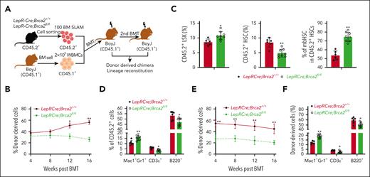 HSCs from LepR-Cre;Brca2fl/fl mice show compromised repopulation, increased expansion of donor-derived myeloid-biased HSCs, and myeloid output. (A) Schematic presentation of experimental design. (B) Donor (CD45.2+) cell engraftment over time in CD45.1+ mice that received transplantation with 100 BM SLAM cells from LepR-Cre;Brca2+/+ or LepR-Cre;Brca2fl/fl mice and 2 × 105 competing CD45.1+ BM cells (n = 6-8). (C) Increased expansion of the donor-derived mbHSCs. These mbHSCs from mice that received transplantation were harvested 4 months after BMT for flow cytometry analysis. Shown are the BM frequencies of LSKs (left), total HSCs (LSKCD150+CD48–) (middle), and mbHSCs (LSKCD150+CD48–CD61+) (right) in CD45.2+ cell compartment (n = 6-8). (D) Increased myeloid output in mice (CD45.1+) that received primary transplantation with SLAM cells from LepR-Cre;Brca2fl/fl mice (CD45.2+). Myeloid (Mac1/Gr1), B-cell (B220), and T-cell (CD3ε) engraftment levels at 4 months are shown (n = 6-8). (E-F) Mean levels of donor CD45.2+ cell (E) at 4, 8, 12, and 16 weeks after BMT and lineage engraftment (F) in secondary recipient CD45.1+ mice 16 weeks after transplantation with 3 million WBMCs from the primary mice in panel B (n = 6-8). Results are presented as mean ± standard deviation of 3 independent experiments. Two-tailed unpaired t test or Wilcoxon rank sum test was performed to compare LepRCre;Brca2+/+ vs LepRCre;Brca2fl/fl in panel C; LepR-Cre;Brca2+/+ vs LepR-Cre;Brca2fl/fl at time points 4, 8, 12, or 16 weeks after BMT in panels B and E; LepR-Cre;Brca2+/+ vs LepR-Cre;Brca2fl/fl for Mac1+Gr1+, CD3ε+, or B220+ cells in panels D and F. ∗P < .05; ∗∗P < .01.