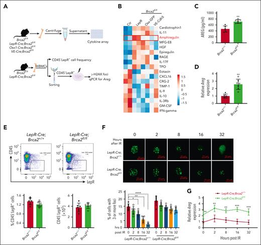 AREG is overproduced and induced by persistent DNA damage in Brca2-deficient LepR+ stromal cells. (A) Schematic presentation of experimental design. (B) Heatmap of dysregulated cytokines in the knockout mice. Cytokine levels in BM supernatants from the 3 niche-specific Brca2 knockout mouse strains and their WT Ctrs (Brca2fl/fl) were analyzed using a cytokine assay (n = 2 assays per genotype). Heatmap was ordered based on fold change (≥ 1.5). (C) AREG levels in the BM supernatant of LepR-Cre;Brca2+/+ and LepR-Cre;Brca2fl/fl mice, as detected by ELISA (n = 6-7). (D) Expression of Areg transcript in BM CD45–LepR+ cells of LepR-Cre;Brca2+/+ or LepR-Cre;Brca2fl/fl mice detected by qPCR (n = 6-7). (E) Flow cytometry analysis of BM CD45–LepR+ cell frequencies (top) and absolute numbers (bottom) in LepR-Cre;Brca2+/+ or LepR-Cre;Brca2fl/fl mice. The representative flow (top) and quantification of CD45–LepR+ cells frequencies (middle) and absolute numbers (bottom) are shown (n = 6). (F-G) Persistent DNA damage induces AREG expression. BM CD45–LepR+ cells isolated from LepR-Cre;Brca2+/+ or LepR-Cre;Brca2fl/fl mice after IR (300 cGy) were subjected to immunofluorescence staining for γ-H2AX foci (F) and qPCR analysis for Areg messenger RNA levels (G) at 0, 2, 8, 16, and 32 hours after IR (n = 6). Results are presented as means ± standard deviation of 3 independent experiments. Two-tailed unpaired t test or Wilcoxon rank sum test was performed to compare LepR-Cre;Brca2+/+ vs LepR-Cre;Brca2fl/fl in panels C, D, E, and G; and to compare LepR-Cre;Brca2+/+ vs LepR-Cre;Brca2fl/fl at each time point (ie, 0, 2, 8, 16, or 32 hours after IR). For panel F, one-way ANOVA, followed by t tests was performed to compare the indicated time points (2, 8, 16, and 32 vs 0 hours) for each genotype (LepR-Cre;Brca2+/+ or LepR-Cre;Brca2fl/fl) separately. ∗P < .05; ∗∗P < .01; ∗∗∗ P < .001. GM-CSF, granulocyte macrophage colony-stimulating factor; HGF, hepatocyte growth factor; IFN, interferon; IL, interleukin; MFG, milk fat globule; TIMP, tissue inhibitor of metalloproteinases; TPO, thrombopoeitin; RAGE, receptor for advanced glycation end products.