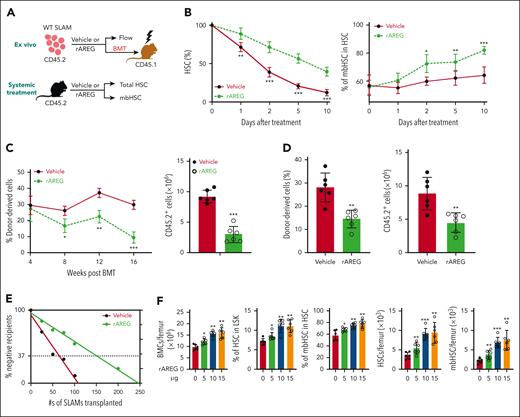 Ex vivo treatment of WT HSCs or systemic treatment of C57BL/6 mice with rAREG impairs repopulation, leading to HSC exhaustion. (A) Schematic presentation of the experimental design. Ex vivo culture of BM SLAM cells from C57BL/6 mice treated with rAREG or vehicle, followed by BMT or flow cytometry analysis of total HSCs and mbHSCs. (B) Time course of the proportion of total HSCs (left) and mbHSCs (right) during 10 days of culture of cells described in panel A (n = 6-7 assays per group). (C) rAREG treatment impairs WT HSC repopulation (CD45.2+) in that mice that received transplantation (CD45.1+). SLAM cells cultured with or without 500 ng/mL rAREG for 5 days, along with 2 × 105 competing CD45.1+ WT BM cells, were transplanted into lethally irradiated BoyJ recipients. Donor CD45.2+ cells engraftment levels (frequencies at different time points after BMT and absolute numbers at 16-week after BMT) in recipient CD45.1+ mice over time after transplantation were determined by flow cytometry (n = 6). (D) rAREG compromises long-term HSC function. WBMCs from the primary recipients described in panel C were transplanted into sublethally irradiated BoyJ recipients. Donor CD45.2+ cells engraftment levels (frequencies and absolute numbers) in recipient CD45.1+ mice were determined using flow cytometry 16 weeks after BMT (n = 6). (E) rAREG treatment causes HSC exhaustion, as determined using a limited dilution transplant assay. Graded numbers of SLAM cells (CD45.2+) from the ex vivo culture plus 2 × 105 radio-protector BM cells were transplanted into lethally irradiated BoyJ recipients (CD45.1+). Plotted are the percentages of recipients containing less than 1% donor (CD45.2+) blood nucleated cells at 16 weeks after transplantation. The frequency of functional HSCs was calculated according to Poisson statistics (competitive repopulating units: vehicle, 1/108.3 and rAREG, 1/246.8). (F) Systemic rAREG treatment alters hematopoiesis in WT mice. C57BL/6 mice were treated with increasing doses (0, 5, 10, and 15 μg) of rAREG every other day for 10 days, followed by analysis of BM cell counts, total HSCs, and mbHSCs 4 weeks later by flow cytometry (n = 6). Frequencies (left) and absolute numbers (right) are shown. Results are presented as mean ± standard deviation of 3 independent experiments. Two-tailed unpaired t test or Wilcoxon rank sum test was performed to compare the vehicle vs rAREG at different time points (0, 1, 2, 5, or 10 days after treatment) in panel B; vehicle vs rAREG at different time points (4, 8, 12, or 16 weeks after BMT) in panel C; vehicle vs rAREG in panels D and E. For panel F, one-way ANOVA, followed by t tests was performed to compare different treatments (0, 5, 10, or 15 μg of rAREG). ∗P < .05; ∗∗P < .01; ∗∗∗P < .001.