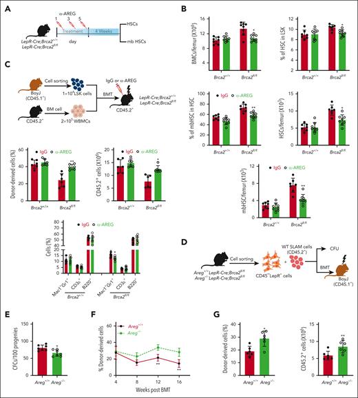 Inhibition of AREG by anti–AREG-neutralizing antibody or deletion of the Areg gene in LepR-Cre;Brca2fl/fl mice rescues HSC defects caused by AREG. (A) Schematic presentation of the experimental design. Systemic treatment of LepR-Cre;Brca2+/+ or LepR-Cre;Brca2fl/fl mice with anti-AREG or IgG every other day for 5 days. Total BM cells and frequencies of total HSCs and mbHSCs were determined 4 weeks after treatment. (B) Systemic treatment of anti-AREG improves BM parameters of LepR-Cre;Brca2fl/fl mice. LepR-Cre;Brca2+/+ or LepR-Cre;Brca2fl/fl mice were treated with 50 μg anti-AREG or IgG. The numbers of WBMCs/femur (left), HSCs (middle), and mbHSCs (right) cells were determined at 4 weeks after treatment (n = 7-8). Frequencies (left) and absolute numbers (right) are shown. (C) Anti-AREG improves BM niche function in LepR-Cre;Brca2fl/fl mice. A total of 1 × 104 WT CD45.1+ BM LSK cells along with 2 × 105 protector cells (CD45.2+) were transplanted into lethally irradiated LepR-Cre;Brca2+/+ or LepR-Cre;Brca2f/f recipient mice (CD45.2+), followed by 3 doses (every other day for 5 days) of 50 μg anti-AREG or IgG treatment 10 days after BMT (top). Donor (CD45.1+) cell engraftment (left) (frequencies and absolute numbers) and lineage differentiation (right) were determined by flow cytometry 16 weeks after BMT (bottom) (n = 6). (D) Schematic presentation of experimental design. WT SLAM was cocultured with BM CD45–LepR+ cells isolated from Areg+/+LepR-Cre;Brca2fl/fl or Areg–/–LepR-Cre;Brca2fl/fl mice, followed by CFU or BMT assay. (E) Deletion of Areg limits expansion of myeloid progenitors. Progenies of WT SLAM cells cocultured with BM CD45–LepR+ cells from Areg+/+LepR-Cre;Brca2fl/fl or Areg–/–LepR-Cre;Brca2fl/fl mice were subjected to CFU assay (n = 7). (F) Deletion of Areg improves the repopulating capacity of progenies from cocultured SLAM cells. Progenies (CD45.2+) described in panel E, along with 2 × 105 radio-protector cells, were transplanted into lethally irradiated BoyJ recipients (CD45.1+). Donor-derived chimera (CD45.2+) were measured using flow cytometry at different time points after BMT (n = 6). (G) Deletion of Areg improves long-term hematopoietic reconstitution of progenies from cocultured SLAM cells. WBMCs from the primary recipients (CD45.2+) described in panel F were pooled and transplanted into sublethally irradiated BoyJ recipients (CD45.1+). Donor-derived chimera (CD45.2+) were measured using flow cytometry 16 weeks after BMT (n = 6). Frequencies (left) and absolute numbers (right) are shown. Results are presented as mean ± standard deviation of 3 independent experiments. Two-tailed unpaired t test or Wilcoxon rank sum test was performed to compare IgG vs α-AREG within Brca2+/+ or Brca2fl/fl groups in panel B and C (left); IgG vs α-AREG within Brca2+/+ or Brca2fl/fl groups for different subpopulations (Mac1+Gr1+, CD3ε+ or B220+ cells) in panel C (right); Areg+/+ vs Areg–/– in panel E and G; Areg+/+ vs Areg–/– at different time points (4, 8, 12, and 16 weeks after BMT) in panel F. ∗P < .05; ∗∗P < .01.