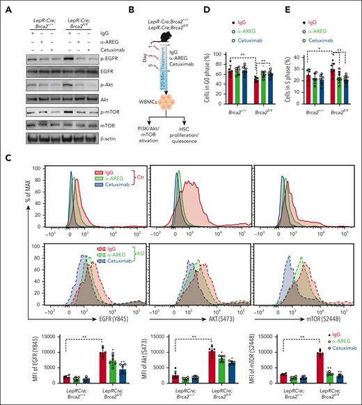 AREG activates PI3K/AKT/mTOR pathway and compromises HSC quiescence. (A) Stroma-derived AREG activates PI3K/AKT/mTOR pathway in WT Lin–c-kit+ cells. WT Lin–c-kit+ cells were cocultured with BM CD45–LepR+ cells from LepR-Cre;Brca2+/+ or LepR-Cre;Brca2fl/fl mice in the presence of IgG, anti-AREG, or cetuximab for 5 days. Immunoblotting was then performed using 150 000 cells per lane to analyze phosphorylated (p) EGFR and total EGFR; p-AKT and total AKT; p-mTOR and total mTOR; and β-actin. (B) Schematic presentation of the experimental design. LepR-Cre;Brca2+/+ and LepR-Cre;Brca2fl/fl mice were treated with 3 doses of IgG, anti-AREG, or cetuximab (50 μg each; every other day). WBMCs were isolated from mice 120 minutes after the last treatment for flow cytometry analysis of PI3K/AKT/mTOR activation in SLAM cells or HSC quiescence. (C) Anti-AREG or cetuximab suppresses PI3K/AKT/mTOR activation. LepR-Cre;Brca2+/+ and LepR-Cre;Brca2fl/fl mice were treated with IgG, anti-AREG, or cetuximab, as described in panel B, followed by flow cytometry analysis for phosphorylation of EGFR, AKT, and mTOR in SLAM cells 120 minutes later. Representative histogram (top) and quantifications (bottom) are shown (n = 6). (D-E) Anti-AREG or cetuximab treatment improves HSC quiescence and limits HSC proliferation. LepR-Cre;Brca2+/+ and LepR-Cre;Brca2fl/fl mice were treated with IgG, anti-AREG, or cetuximab, as described in panel B, followed by flow cytometry analysis for HSC quiescence by Hoechst/PY (D) or HSC proliferation by 5-bromo-2′-deoxyuridine or 4′,6-diamidino-2-phenylindole (E); n = 6 to 8. Results are presented as mean ± standard deviation of 3 independent experiments. Two-way ANOVA was performed to compare between genotypes (Brca2+/+ vs Brca2fl/fl) and treatments (IgG, α-AREG, or cetuximab), followed by t tests for comparing interested groups in panels C-E. ∗P < .05; ∗∗P < .01. KO, knockout; MFI, mean fluorescence intensity.