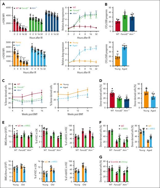 Effect of AREG on HSC maintenance in other DNA repair–deficient models and aged mice. (A) IR induces persistent DNA damage and high levels of Areg expression in CD45–LepR+ cells from Fancd2–/–, Atm–/–, and aged mice. BM CD45–LepR+ cells from Fancd2–/–, Atm–/–, and aged mice were subjected to 300 cGy IR, followed by flow cytometry–based γ-H2AX analysis (left) (n = 8-9) and qPCR analysis of Areg transcripts (right) (n= 4) at different time points after IR treatment. One-way ANOVA followed by t tests were performed to compare different genotypes (WT, Fancd2–/–, or Atm–/–) separately by comparing the indicated time points (0, 2, 8, 16, and 32-hours after IR) for γ-H2AX MFI and relative Areg for different genotypes (WT, Fancd2–/–, or Atm–/–). Two-tailed unpaired t test or Wilcoxon rank sum test was performed in the indicated groups: young vs old at time points 0, 2, 4, 8, 16, or 32 hours after IR) for relative Areg expression in young and old mice. (B) Progenies from the coculture of WT SLAM cells with BM CD45–LepR+ cells from Fancd2–/–, Atm–/–, or aged mice produce a high number of myeloid CFUs. WT SLAM cells were cocultured with BM CD45–LepR+ cells from Fancd2–/–, Atm–/–, WT control mice, aged mice, or young control mice for 5 days. One hundred cocultured progenies were subjected to CFU assay (n = 6). One-way ANOVA was performed to compare different genotypes (WT, Fancd2–/–, or Atm–/–) in the left panel. Two-tailed, unpaired t test or Wilcoxon rank sum test was performed in the indicated groups (young vs aged) in the right panel. (C) Progenies from the coculture of WT SLAM cells with BM CD45–LepR+ cells from Fancd2–/–, Atm–/–, or aged mice show compromised hematopoietic repopulation. One thousand cocultured progeny cells (CD45.2+) from the coculture described in panel B, along with 2 × 105 radio-protector cells, were transplanted into lethally irradiated BoyJ recipients (CD45.1+). Donor-derived chimera (CD45.2+) were determined using flow cytometry at different time points after BMT (n = 6). One-way ANOVA, followed by t tests, was performed to compare different genotypes (WT, Fancd2–/–, or Atm–/–), separately comparing them at the indicated time points (4, 8, 12, or 16 weeks after BMT) in the left panel. In the right panel, 2-tailed, unpaired t test or Wilcoxon rank sum test was performed to compare young vs aged at different time points (4, 8, 12, or 16 weeks after BMT). (D) Progenies from coculture with BM CD45–LepR+ from Fancd2–/–, Atm–/–, and aged mice were defective in long-term repopulating. WBMCs from the recipients described in panel C were transplanted into sublethally irradiated BoyJ recipients. Donor-derived chimera (CD45.2+) were determined by flow cytometry 16 weeks after BMT (n = 6-7). One-way ANOVA was performed to compare genotypes (WT, Fancd2–/–, or Atm–/–) in the panel. Two-tailed unpaired t test or Wilcoxon rank sum test was performed to compare young vs aged in the right panel. (E) Systemic anti-AREG treatment improves HSC function in Fancd2–/–, Atm–/– (left), and aged (right) mice. Mice of the indicated genotypes were treated with 3 doses of anti-AREG or IgG (50 μg each; every other day for 5 days), followed by the analysis of BM cell counts, total HSCs, and mbHSCs at 4 weeks after treatment (n = 6). Two-tailed unpaired t test or Wilcoxon rank sum test was performed to compare IgG vs α-AREG for each genotype (WT, Fancd2–/–, or Atm–/–) (top) or within each group (young or old) (bottom). (F) Systemic anti-AREG treatment improves long-term repopulating of HSCs from Fancd2–/–, Atm–/– (left), and aged mice (right). One hundred SLAM cells from the mice described in panel E (CD45.2+) was transplanted into lethally irradiated BoyJ recipients (CD45.1+). Donor-derived chimera were measured 16 weeks after BMT. Two-tailed, unpaired t test or Wilcoxon rank sum test was performed to compare IgG vs α-AREG within each genotype (WT, Fancd2–/–, or Atm–/–) (left), or within each group (young or old (right). (G) Genetic knockdown of Areg in Fancd2–/– and Atm–/– MSCs improves the repopulating capacity of progenies from cocultured SLAM cells. MSCs from WT, Fancd2–/–, and Atm–/– mice were transduced with lentiviral particle expressing scramble short hairpin RNA or short hairpin RNA targeting Areg. Progenies of WT LSK cells (CD45.2+) cocultured with sorted GFP+ MSCs, along with 2 × 105 radio-protector cells, were transplanted into lethally irradiated BoyJ recipients (CD45.1+). Donor-derived chimera (CD45.2+) were measured by flow cytometry at different time points after BMT (n = 6). Two-tailed unpaired t test or Wilcoxon rank sum test was performed to compare IgG vs α-AREG within each genotype (WT, Fancd2–/–, or Atm–/–). ∗P < .05; ∗∗P < .01; ∗∗∗P < .001. shAreg, short hairpin Areg.