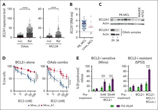 Identification of BCL2A1 as a resistance factor to OAsIs combination. (A) scRNA-seq analysis of BCL2A1 gene expression at inclusion (incl.) or relapse (Rel.) in all OAsIs samples available (left panel) or longitudinal samples from patient MCL34. Each dot represents a cell. Wilcoxon-sign-rank test; ∗∗∗∗P < .0001. (B) Bulk RNA-seq analysis of BCL2A1 gene expression in PB MCL cells (PB, n = 63) or MCL cell lines (n = 7). (C) BCL2A1 protein expression in primary PB MCL cells (n = 8), MAVER, and NTS3 cell lines, and in OAsIs samples (MCL 24 and MCL36) was evaluated by immunoblot. (D) Survival of Mino_ct and Mino_A1 (supplemental Figure 5) treated with single-agent venetoclax BCL2-i at indicated doses or with OAsIs combination (ibrutinib, 500 nM; obinutuzumab 500 ng/mL) for 48 hours. Cell viability was measured by the lack of annexin-V staining. ANOVA test; ∗∗∗∗P < .0001. The mean and standard deviation of 3 independent experiments are represented. (E) BCL2A1 specific BH3-profiling was performed using the selective peptide FS2 (20 μM) in venetoclax-sensitive Mino cells (left panel) and venetoclax-resistant SP53 cells (right panel). Mino cells were pretreated or not with venetoclax (BCL2-i) at indicated doses. SP53 cells were pretreated or not with venetoclax (BCL2-i, 500 nM), S63845 (MCL1-i, 500 nM) and A1155463 (BCLxL-i, 500 nM) for 6 hours before cytochrome-C release measurement. ANOVA test; ∗∗∗P < .001. The mean and standard deviation of 3 independent experiments are represented. ANOVA, analysis of variance.