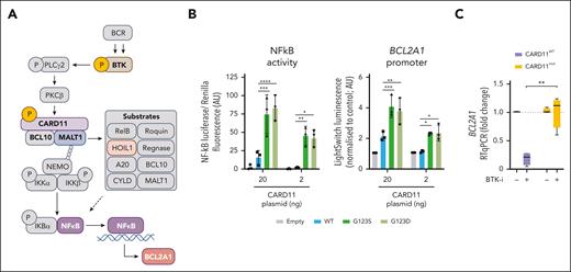 BCR-independent expression of BCL2A1 in CARD11 mutated cells. (A) BCR signaling triggers the NF-κB1 pathway through the activation of several proteins such as BTK, which can be inhibited by ibrutinib, and complexes such as CBM. Several previously described CBM substrates are mentioned including HOIL1, which is used in the following experiments as a marker of CBM activity. (B) NF-κB luciferase assay (left panel) and BCL2A1 promoter LightSwitch luciferase assay (right panel) in HEK293 cells transfected with a pUNO1 (empty), pUNO1-hCARD11-WT, pUNO1-hCARD11-G123S or pUNO1-hCARD11-G123D vector (48 hours). Two-way ANOVA; ∗∗∗∗P < .0001, ∗∗∗P < .001, ∗∗P < .01, ∗P < .05. The mean and standard deviation of 3 independent experiments are represented. (C) BCL2A1 gene expression was measured by RT-qPCR in CARD11WT MCL (SP53, NTS3, and REC-1) and DLBCL (U2932) cell lines and CARD11MUT MCL cells (001-024, DFBL) and DLBCL (OCILY3, SUDHL16) cell lines treated with ibrutinib (500 nM) for 6 hours. Detailed CARD11 mutational status is described in supplemental Table 4. Mann-Whitney test; ∗P < .05.