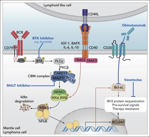 Elucidation of oncogenic signaling in mantle cell lymphoma highlights opportunities for rational therapeutic combinations. B-cell receptor (BCR) signaling via Bruton tyrosine kinase (BTK) activates the CARD11-BCL10-MALT1 (CBM) complex, which induces NF-κB nuclear translocation and transcriptional activation of target genes, including antiapoptotic BCL2A1. Cell-extrinsic input from lymphoid-like cells in the microenvironment also signals through NF-κB to upregulate antiapoptotic genes, like BCL2L1 (Bcl-xL). These and other biological programs converge to promote targeted therapy resistance in mantle cell lymphoma but are subject to targeted inhibition by ibrutinib (BTK), venetoclax (BCL2 family peptides), and obinutuzumab (CD20, indirectly downregulating Bcl-xL). Here, Decombis et al have identified gain-of-function mutations in CARD11 that confer autonomous activation of the CBM complex, thereby circumventing pharmacologic inhibition of BTK with ibrutinib and potentially mediating resistance to combined BTK-BCL2-CD20 triplet therapy, as in the OAsIs trial. This illuminated the potential for therapeutic targeting of MALT1 to suppress the CBM–NF-κB–BCL2A1 resistance axis in mantle cell lymphoma as part of future rational combination regimens. BAFF, B-cell activating factor; IGF, insulin-like growth factor; IL, interleukin; PKC, protein kinase C; PLC, phospholipase C; SYK, spleen associated tyrosine kinase. Professional illustration by Somersault18:24.
