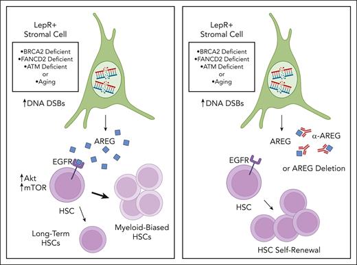 Schematic overview of AREG regulation of hematopoiesis in response to DNA repair defects or aging. DSB = double strand breaks. Illustration by Lisa Valicente, Cedars Sinai Medical Center. Images and shapes utilized from Biorender.com.
