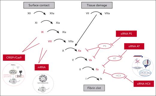 RNA therapeutics for hemophilia. Sites of action of RNA therapeutics in the coagulation cascade. CRISPR/Cas9 gene editing and mRNA therapeutics target the genes encoding FVIII and FIX in the intrinsic coagulation pathway. The siRNAs target natural coagulation inhibitors of factors in the common coagulation pathway (FIIa, FVa, and FXa), including AT (siRNA AT), siRNA PS, and siRNA HCII.