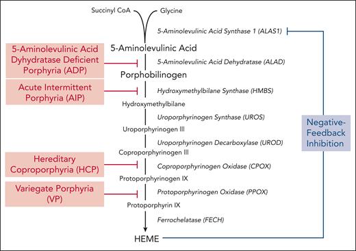 Hepatic heme biosynthetic pathway and associated AHPs. Heme biosynthesis involves the conversion of glycine and succinyl CoA into heme via 8 enzymatic steps (enzymes are shown in italics). The first and rate-limiting enzyme, 5-aminolevulinic acid synthase 1 (ALAS1), uses pyridoxal 5-phosphate (or active vitamin B6) as a cofactor to condense glycine and succinyl CoA into 5-aminolevulinic acid (ALA). Two molecules of ALA are then condensed to form the monopyrrole porphobilinogen (PBG) through the action of the second enzyme, 5-aminolevulinic acid dehydratase. ALA and PBG are porphyrin precursors, and ALA in particular is believed to be neurotoxic. The third enzyme, hydroxymethylbilane synthase (HMBS), converts PBG to the linear tetrapyrrole, hydroxymethylbilane, which is then converted to the circular tetrapyrrole, uroporphyrinogen III, via uroporphyrinogen synthase. The subsequent 2 enzymatic reactions modify the side chains of the porphyrinogens, whereas the penultimate enzyme, protoporphyrinogen oxidase, oxidizes protoporphyrinogen IX to protoporphyrin IX. Finally, ferrochelatase inserts ferrous iron into protoporphyrin IX to form heme. In hepatocytes, heme synthesis is controlled by ALAS1 activity, which is regulated by the end-product, heme. Under heme-replete conditions, heme represses ALAS1 activity, whereas under heme-deficient conditions, this negative feedback inhibition is lost and heme synthesis is induced. The AHPs, shown in red, include 4 disorders that are caused by partial deficiencies of the corresponding heme biosynthetic enzymes.