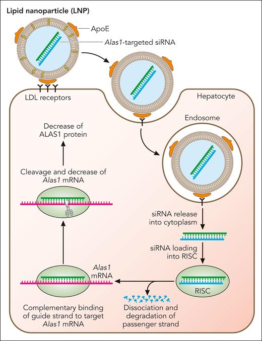 Mechanism of LNP-mediated Alas1 silencing in hepatocytes. The LNPs encapsulating the double-stranded Alas1-siRNA consist of cationic, ionizable lipids that are positively charged at acidic pH but neutral at physiologic pH. While in circulation, the LNPs acquire apolipoprotein E on their surface, which is bound primarily by low-density lipoprotein receptors that are highly expressed on the surface of hepatocytes. This induces clathrin-mediated endocytosis and the formation of early endosomes. As the endosomes mature and the pH becomes highly acidic, the ionizable lipids turn positive and bind to the negative lipids that are exposed on the endosomal membrane, leading to membrane fusion and disruption of the LNP. This allows escape of the Alas1-siRNA into the hepatocyte cytoplasm, where it is loaded onto the RISC. The passenger (sense) strand is degraded, leaving only the guide (antisense) strand on the RISC, which binds endogenous Alas1 mRNA in a complementary manner and degrades it. Professional illustration by Patrick Lane, ScEYEnce Studios.