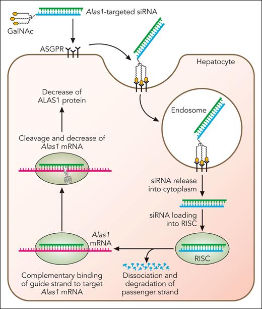 Mechanism of GalNAc-conjugated siRNA-mediated silencing of hepatocyte Alas1. Alas1-siRNA is conjugated to trivalent GalNAc, which is recognized and bound by asialoglycoprotein receptors that are abundantly and near-exclusively expressed on the surface of hepatocytes. This induces clathrin-mediated endocytosis and the formation of early endosomes, which mature into late endosomes that are highly acidic. The lower pH results in the release of the Alas1-siRNA from the asialoglycoprotein receptors, which are then rapidly recycled to the hepatocyte cell surface. Alas1-siRNAs then escape to the hepatocyte cytoplasm and are loaded onto RISC. The passenger (sense) strand is degraded, leaving only the guide (antisense) strand on the RISC, which binds endogenous Alas1 mRNA in a complementary manner and degrades it. Professional illustration by Patrick Lane, ScEYEnce Studios.