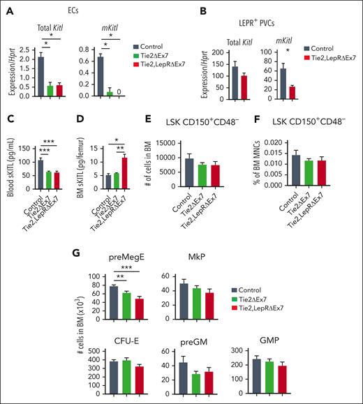 Endothelial expression of mKITL is required for sustaining normal levels of circulating sKITL but not BM HSCs in adult mice. (A-B) qPCR analysis of Kitl mRNA levels using Kitl exon 2-3–spanning (measuring total Kitl mRNA) and exon 7-8–spanning (measuring mRNA generating mKITL) amplicons in FACS-purified BM ECs (A) and LEPR+ PVCs (CD45–TER119–CD31–SCA1–LEPR+) (B) from 13- to 15-week-old Tie2ΔEx7 (n = 5), Tie2,LepRΔEx7 (n = 5-6) and wild-type littermate control (n = 3) mice. (C) sKITL levels measured by ELISA in the blood serum from 13- to 15-week-old wild-type (control, n = 10), Tie2ΔEx7 (n = 14) and Tie2,LepRΔEx7 (n = 14) mice. (D) sKITL levels measured by ELISA in the BM extracellular fluid from 13- to 15-week- old wild-type (control, n = 3), Tie2ΔEx7 (n = 5), and Tie2,LepRΔEx7 (n = 5) mice. (E-G) Mean (± SEM) number (E) and frequency (F) of LSK CD150+CD48– HSCs, and number of committed myelo-erythroid progenitor cells (G) from 2 femurs and 2 tibias of 13- to 15-week-old wild-type (control; n = 7), Tie2ΔEx7 (n = 11), and Tie2,LepRΔEx7 (n = 8) mice. All data represent mean ± SEM, the nonparametric Mann-Whitney test was used to assess statistical significance. ∗P < .05; ∗∗P < .01; ∗∗∗P < .001.