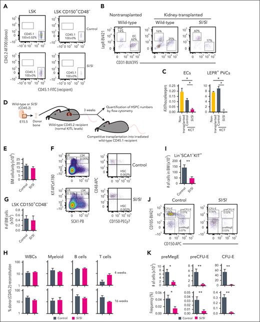 Evidence for a critical role of local BM KITL production for erythropoiesis but not HSCs. (A) Representative FACS profiles and mean (± SEM) percentage recipient CD45.1 reconstitution of LSK and LSK CD150+CD48– (HSCs) in kidney capsule–transplanted (CD45.2) E15.5 wild-type (control; n = 8) and Sl/Sl (n = 4) bones 3 weeks after transplantation. (B) Representative FACS plots showing the distribution of LEPR+ PVCs and CD31+ ECs after first gating as negative for the hematopoietic antigens CD45 and TER119 (CD45–TER119–) in the BM of a nontransplanted femur from 2.5-week-old wild-type mice (n = 5) and in E15.5 femur from wild-type (n = 8) and Sl/Sl (n = 4) embryos analyzed 3 to 4 weeks after transplantation under the kidney capsule of wild-type adult recipient mice. (C) Mean (± SEM) expression of total Kitl (Kitl exon 2-3 amplicon) relative to housekeeping genes (Hprt, B2m, and Gapdh) in ECs and LEPR+ PVCs isolated from femurs of 2.5-week-old wild-type mice (n = 5), and E15.5 femurs from wild-type (n = 5) and Sl/Sl (n = 4) embryos 3 to 4 weeks after kidney capsule transplantation (KCT). (D) Experimental design for evaluating impact on hematopoietic stem and progenitor cell (HSPC) numbers within E15.5 wild-type or Sl/Sl (Kitl-deficient) bones transplanted into recipients with normal levels of KITL. (E) Mean (± SEM) BM cellularity of E15.5 femurs derived from CD45.2 wild-type (control) and Sl/Sl mice 3 weeks after transplantation under the kidney capsule of adult CD45.2 wild-type mice (n = 8 of each genotype). (F-G) Representative FACS profiles with gated cell populations as percentages of total BM cells (F) and mean (± SEM) LSK CD150+CD48– (HSC) numbers (G) per femur (n = 5 of each genotype). (H) Mean (± SEM) PB reconstitution 4 and 16 weeks after competitive transplantation of whole BM cells (CD45.2) from transplanted femurs from (E-G) in competition with wild-type CD45.1 BM cells into irradiated CD45.1 recipients. (I) Mean (± SEM) number of Lin–SCA1–KIT+ (LK) cells (including all committed progenitor cells) in transplanted femurs from panels D and E (n = 8 of each genotype). (J-K) Representative FACS profiles (J) and mean (± SEM) numbers (K, top row) and frequency (K, bottom) of distinct erythroid progenitor subsets in the BM of transplanted femurs from panels D and E (n = 8). All data represent mean ± SEM, and the nonparametric Mann-Whitney test was used to assess statistical significance. ∗P < .05; ∗∗P < .01.