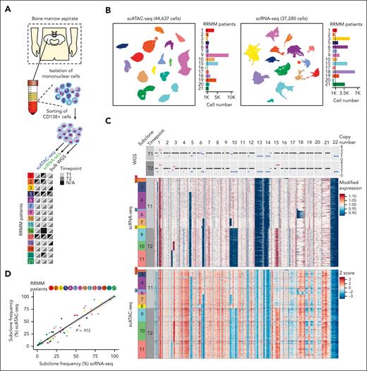 A WGS-guided sc multiomic analysis integrates transcriptome and epigenome profiles of subclones. (A) Experimental overview of the patient cohort and available sequencing data. N/A indicates sample not available or sequencing yield <200 cells after quality control (QC). (B) UMAP embedding showing (left) scATAC- and (right) scRNA-seq data after QC, based on latent sematic indexing. Individual malignant PCs are colored according to patient identity. The bar plot on the right shows the number of cells per patient after QC. (C) Representative copy number profiles for the 22 autosomal chromosomes from (top) WGS, (middle) scRNA-, and (bottom) scATAC-seq of patient RRMM15. The color bar on the left indicates the respective subclonal population and sampling time point before relapse treatment (T1) and at subsequent relapse (T2). (Top) Copy number profile highlighting copy number gains (red), loss of heterozygosity (gray), and copy number losses (blue). Black represents a diploid copy number status. (Middle) Heatmap showing modified gene expression values generated using inferCNV.35 Gains (red) and losses (blue) are highlighted. The scales were limited to 0.9 and 1.1. (Bottom) Heatmap for z-scores from scATAC-seq, using the identical color code as shown for WGS and scRNA-seq. Z-scores were limited to 3 and –3. (D) Pearson correlation between the subclone frequency identified via scRNA- (x-axis) and scATAC-seq (y-axis) for all analyzed patients with both modalities. Each time point was plotted separately, with each subclone being colored based on the patient. Linear regression line is depicted in black, in which the gray area marks the 95% confidence interval. The deviation between the subclone frequency between scRNA-seq and scATAC-seq was from 0% to 23.9% (mean deviation = 5.08%).