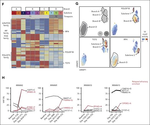 Mitochondrial mutations further delineate the subclonal structure. (A) Mitochondrial DNA (mtDNA) mutations detected in scATAC-seq data across patients. Only mtDNA mutations with a mean heteroplasmy >1% in at least one of the paired samples were considered. The color bar at the top indicates the respective patient and sampling time point before treatment (T1) and at relapse (T2). (B) Inferred phylogenetic clonal tree for patient RRMM15. Top node denotes the common ancestor, from which subclones are derived according to their respective CNA and mtDNA mutation changes detected via WGS, scRNA-seq, and scATAC-seq. (Bottom) scATAC-seq heatmap of 1912 differential accessibility peaks and 3034 differential gene scores across subclones for patient RRMM15. Color indicates the column Z score of normalized peak accessibility and gene scores, respectively. (C) Heatmap of mtDNA mutations inferred from scATAC-seq data across subclones for patient RRMM15. Only mtDNA mutations with a mean heteroplasmy >1% in at least one of the 2 samples are shown. The proportion of cells per mtDNA mutation, subclone, and time point is shown. Clonal relationships are indicated by framing branches. Color legend indicates the heteroplasmy of mtDNA mutations. (D-E) UMAP plots of single RRMM cells clustered according to chromatin accessibility profiles for patient RRMM15. Examples for (D) subclone enriched and (E) branch enriched mtDNA mutations are shown. Each individual cell is colored according to (top) the respective subclone or (bottom) the heteroplasmy of the indicated mtDNA mutations, with red representing >10% and gray, 0%. (F) Heatmap of the most highly variable 72 TF motifs across all subclones of T1 and T2. Color indicates pseudobulk TF motif deviation score per subclone. (G) UMAP plots of single RRMM cells. Each cell is colored according to the TF motif deviation score of POU5F1B, TCF3, and IRF4. (H) Stability of mtDNA mutations from diagnosis to relapsed/refractory disease. Line plots showing the variant allele frequency of each mtDNA mutation in longitudinal samples of the indicated patients. Only mtDNA mutations with a mean heteroplasmy >1% in at least 1 of the paired samples (T1/T2) were considered. mtDNA mutations enriched in relapsed/refractory samples are colored in red.
