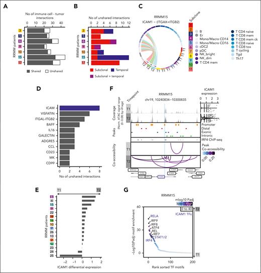 Shared BME interactions across subclones indicate potentially actionable therapeutic targets. (A) Total number of cellular interactions between myeloma and BME cells in patients with RRMM. Predicted unshared (subclone-specific) and shared (interactions predicted in all subclones per patient) interactions are shown. (B) Total number of cellular interactions between specific subclones and BME cells in RRMM patients. Unshared interactions are colored based on the interaction type: (1) subclonal, interactions predicted to be specific for a subclone; (2) temporal, time point–specific interactions that are shared between ≥ 2 subclones; or (3) subclonal + temporal, interactions of a subclone that differ between time points T1 and T2. Sender-receiver interactions seen in all subclones as well as between BME cells are not indicated. (C) Circos plot and chord interaction diagram of ICAM1-(ITGAX + ITGB2) mediated interactions between subclones of patient RRMM15 and BME cells. The links start at a sender and end at a receiver. (D) Pathways based on CellChatDB26 ranked based on the number of subclone-specific interactions across our patient cohort. (E) Bulk RNA-seq differential expression (log2-fold change) of ICAM1 between time point T1 (before treatment initiation) and T2 (at relapse) of CD138+-enriched PCs isolated from serial samples of 16 patients with RRMM. (F) Chromatin accessibility at the ICAM1 promoter plus 50 kb upstream and downstream in patient RRMM15. The ICAM1 promoter peak is highlighted in light blue. (Top) Aggregated pseudobulk scATAC-seq tracks at both time points. (Right) Violin plots showing normalized ICAM1 expression per time point, with individual cells plotted as dots. (Middle) Peaks are colored based on the location of the peak in either promoter (orange), distal (red), exonic (blue), or intronic (green) regions. IRF4 ChIP-seq peaks from the MM cell line KMS12BM are shown in purple. (Bottom) Peak coaccessibility in the ICAM1 region at both time points colored based on the Pearson correlation coefficient. (G) The top TF motifs for patient RRMM15, which show a significantly higher motif deviation score at relapse (T2) compared with that at T1. TFs putatively binding to the ICAM1 promoter are labeled in blue.