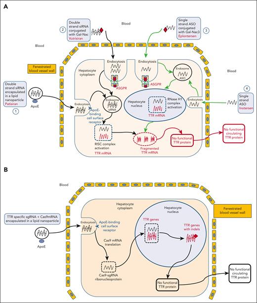 Targeting RNA in hepatocytes. (A) After IV administration, double strand siRNA encapsulated in a lipid nanoparticle, that is, patisiran and is opsonized by apoliprotein E (ApoE), goes to the liver through vascular fenestrations, and binds to ApoE receptors on hepatocytes surface. The antisense strand of the siRNA then enters an enzyme complex called the RNA–inducing silencing complex. The siRNA antisense strand binds to the same sequence within the 3′ untranslated region of both mutant and wtTTR mRNAs, and this enzyme complex subsequently binds to its complementary mRNA target sequence, mediating its cleavage by argonaute-2 endonuclease (Ago2), thereby preventing synthesis of the target protein ATTRv and ATTRwt (pathway 1). Another approach uses a siRNA conjugated to a trimer of Gal-NAC residues, that is, vutrisiran, which is recognized by and transported into hepatocytes by asialoglycoprotein receptors (ASGPRs) located on the surface of hepatocytes. After the ligand-receptor complex is internalized, the cargo is released into the endocytic pathway with subsequent engagement with the RNA-induced silencing complex (RISC). ASGPR is then rapidly recycled to the cell surface, thus enabling multiple rounds of cargo uptake and release (pathway 2). Second-generation ASO inotersen selectively targets liver TTR mRNA, hybridizing to the 30-nontranslated regions that contain no known TTR mutations. Inotersen binds to wt and mutant transthyretin RNA transcripts, resulting in their degradation in the nucleus by ribonuclease H. As a result, inotersen inhibits the production of wtTTR and all mutant forms of TTR (pathway 4). Eplontersen is conjugated to a triantennary GalNAc3 moiety to facilitate delivery to hepatocytes through ASGPR-mediated uptake (pathway 3). (B) TTR gene editing a TTR-specific single guide RNA (sgRNA) and a Cas9 mRNA encapsulated in a lipid nanoparticle is opsonized by ApoE, goes to the liver through vascular fenestrations, and binds to ApoE receptors at hepatocytes surface. Cas 9 mRNA is then translated in the cytoplasm, and the Cas9-sgRNA ribonucleoprotein enters the nucleus and provokes targeted DNA cleavage. As a result, endogenous DNA repair induces the appearance of indels in the TTR gene, leading to frameshift mutations impairing functional TTR protein production.