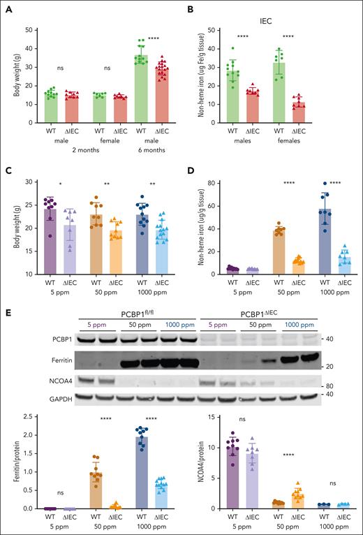 Poor growth and iron depletion in IECs of PCBP1ΔIEC mice. (A) Body weights of WT and PCBP1ΔIEC mice aged 2 and 6 months. Weanling mice fed a tamoxifen diet for 1 month followed by a standard chow diet. (B) Reduced nonheme iron levels in the IECs of PCBP1ΔIEC mice. IECs from 2-month-old mice were collected and analyzed for nonheme iron. (C) Lower body weights of PCBP1ΔIEC mice on defined-iron diets. WT and PCBP1ΔIEC mice were fed 5 ppm, 50 ppm, or 1000 ppm diets for 1 month. Body weight measured at the age 3 months. (D) Reduced nonheme iron levels in the IECs of PCBP1ΔIEC mice on defined-iron diets. IECs from mice in panel C were analyzed for nonheme iron. (E) Lower ferritin and higher NCOA4 levels in IECs of PCBP1ΔIEC vs WT mice. Mice were fed defined-iron diets as in panel C. IECs were collected at 3 months and analyzed by immunoblot for ferritin and NCOA4. A representative blot is shown above with quantitation below. Analyzed mice were male littermates; Female littermates were included as indicated. Refer to data from female mice in supplemental Figure 2.