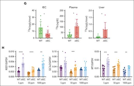 Loss of intestinal PCBP1 disrupts systemic iron homeostasis, causing liver iron loading or anemia. (A) Elevated plasma iron in PCBP1ΔIEC mice. Nonheme iron levels were measured in plasma of WT and PCBP1ΔIEC mice that were fed 5 ppm, 50 ppm, and 1000 ppm iron diets for 1 month. (B) Iron accumulation in the livers of PCBP1ΔIEC mice that were fed a high-iron diet. Nonheme iron measured in liver tissue from WT and PCBP1ΔIEC mice from panel A. (C) Iron accumulation in bone marrow of PCBP1ΔIEC mice. Nonheme iron measured in bone marrow of mice that were fed a tamoxifen diet for 1 month after weaning. (D) More severe anemia in PCBP1ΔIEC vs WT mice on a low-iron diet. Complete blood counts were obtained on mice fed a 5 ppm iron diet for 1 month. Horizontal line indicates values from WT mice that were fed a 50 ppm diet. (E) Impaired maturation of erythroid precursors in PCBP1ΔIEC mice that were fed a low-iron diet. Erythroid precursors of mice that were fed a 5 ppm iron diet analyzed by flow cytometry. Dot plots and gating strategies shown on the left, subgroup quantification shown on the right. Refer to supplemental Figure 4. (F) Increased expression of erythroid regulators ERFE and EPO in PCBP1ΔIEC mice that were fed a low-iron diet. Bone marrow and kidney mRNA was prepared from mice treated as in panel D and analyzed by qPCR. (G) Excess absorption of oral iron through intestine into the circulation in PCBP1ΔIEC mice. Mice were administered 57FeSO4 solution through oral gavage. IEC, plasma, and liver samples were collected at 1 hour and 57Fe levels were measured by ICP-MS. (H) Activation of Nrf2-controlled, oxidative stress response genes in livers of PCBP1ΔIEC mice. Mice were fed defined-iron diets for 1 month and mRNA levels of oxidative stress genes NQO1, SLC3a2, and MT1 were measured in liver tissue by qPCR. Refer to supplemental Figure 3.