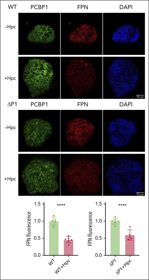 Hepcidin-mediated degradation of ferroportin in WT and ΔPCBP1 enteroids. WT and ΔPCBP1 differentiated enteroids were treated with hepcidin for 18 hours and fixed and stained for FPN and PCBP1. Quantitation of FPN signals is shown below.
