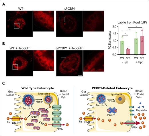 Restoration of labile iron pool in ΔPCBP1 enteroids upon treatment with hepcidin. (A-B) Labile Fe(II) in WT and ΔPCBP1 differentiated enteroids was detected with fluorescent indicator (FerroOrange) without (A) or with (B) hepcidin pretreatment for 1 hour. Central sections of representative enteroids are shown. Images are in pairs with inset at higher magnification on the right. Quantification at right. Enteroids were grown 3 times from individual mice and iron signal from 3 to 7 enteroids in each condition was imaged and measured. Bar = 50 μm. (C) Model of PCBP1-mediated management of cytosolic iron retention and efflux. In WT enterocytes (left), dietary iron imported through DMT1 is rapidly coordinated by PCBP1, which directs excess iron to ferritin for storage and maintains free iron pool at low levels. Lysosomal turnover of ferritin, mediated by NCOA4, occurs when intracellular iron levels are low. Rates of iron efflux through FPN are low and steady. In PCBP1-deleted enterocytes (right), imported iron is not coordinated by PCBP1 and intracellular free iron rapidly rises to high levels. Rates of iron efflux through FPN are high and rapid efflux continues until intracellular free iron falls to low levels. The pool of cytosolic iron buffered by PCBP1 is absent and ferritin storage is low. Iron is initially delivered to portal circulation at a high rate (bolus effect).